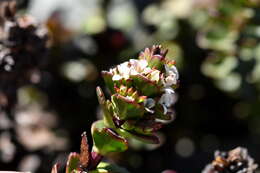 Image of Veronica haastii Hook. fil.