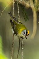 Image of Common Firecrest