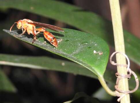 Parapolybia indica (de Saussure 1854)的圖片