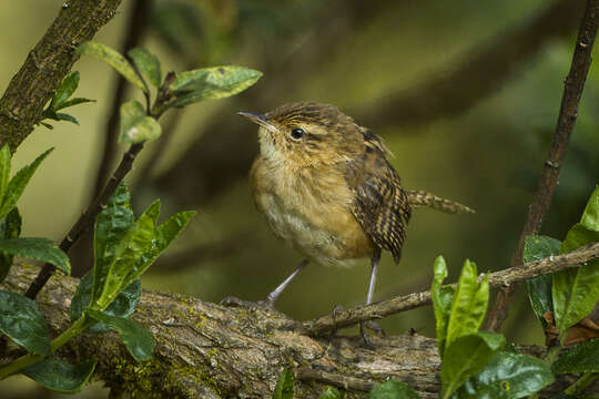 Image of Grass Wren