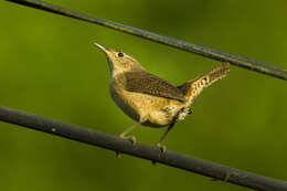 Image of House Wren