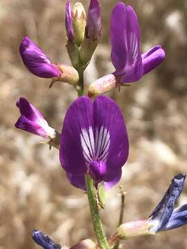 Image of Mokiak milkvetch