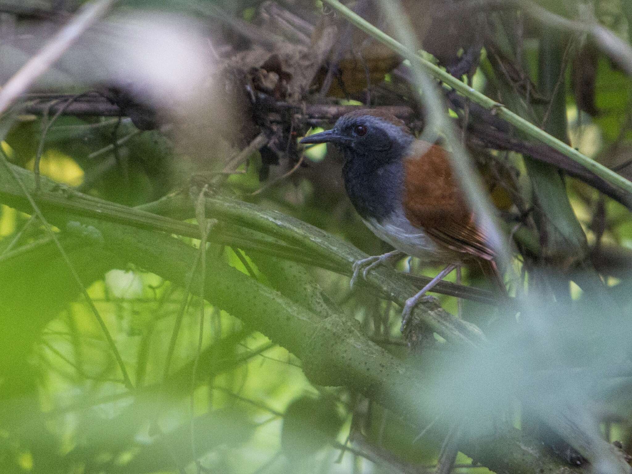 Image of White-bellied Antbird