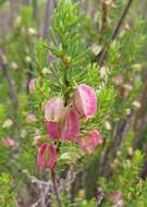 Image of Cliffortia burgersii E. G. H. Oliver & A. C. Fellingham