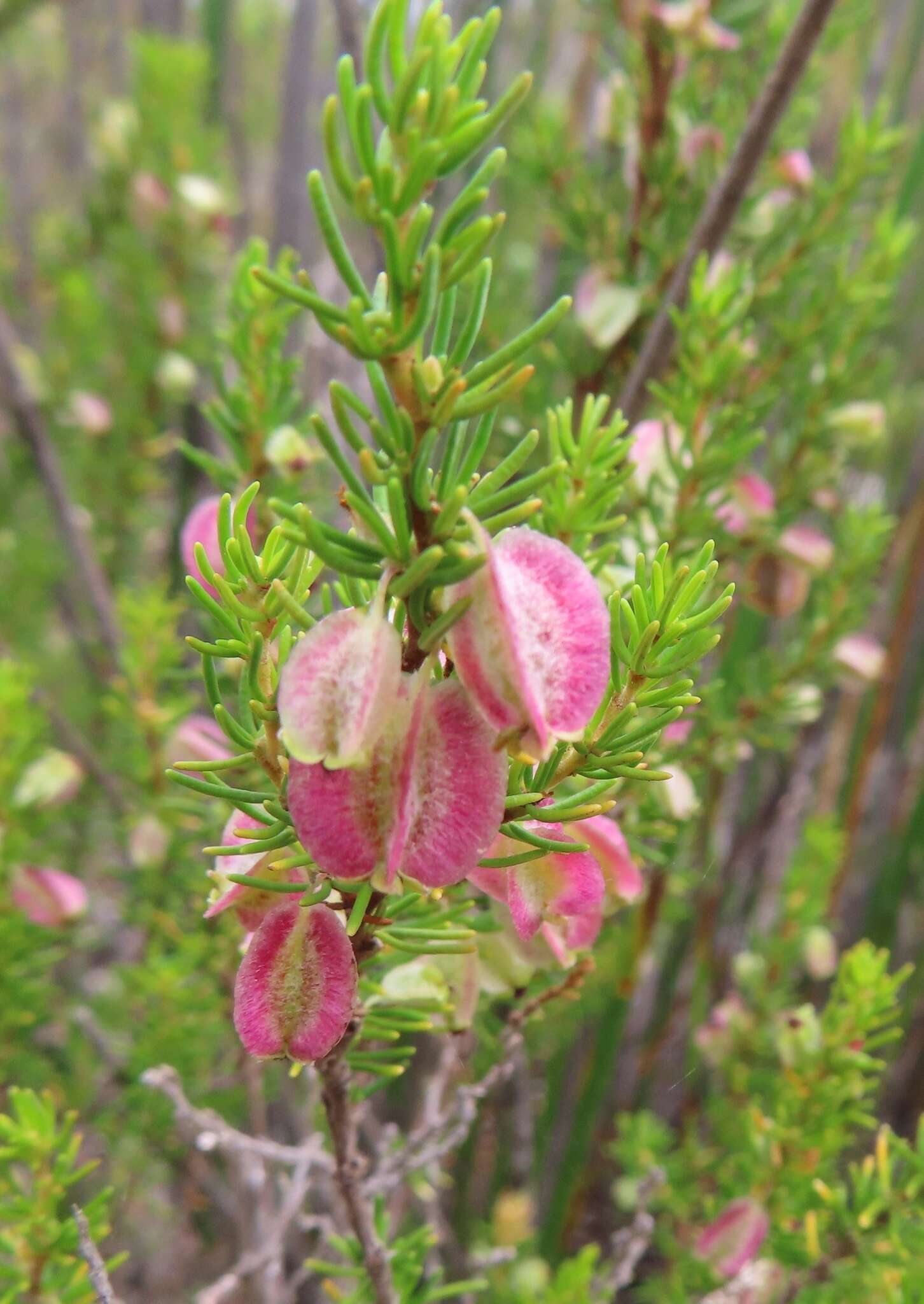 Image of Cliffortia burgersii E. G. H. Oliver & A. C. Fellingham