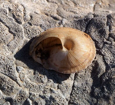 Image de Levantina (Levantina) spiriplana caesareana (Mousson 1854)