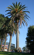 Image of Canary Island date palm