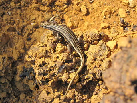 Image of Western Rock Skink