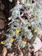 Image of Ajuga bombycina Boiss.