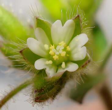 صورة Cerastium brachypetalum Desf. ex Pers.