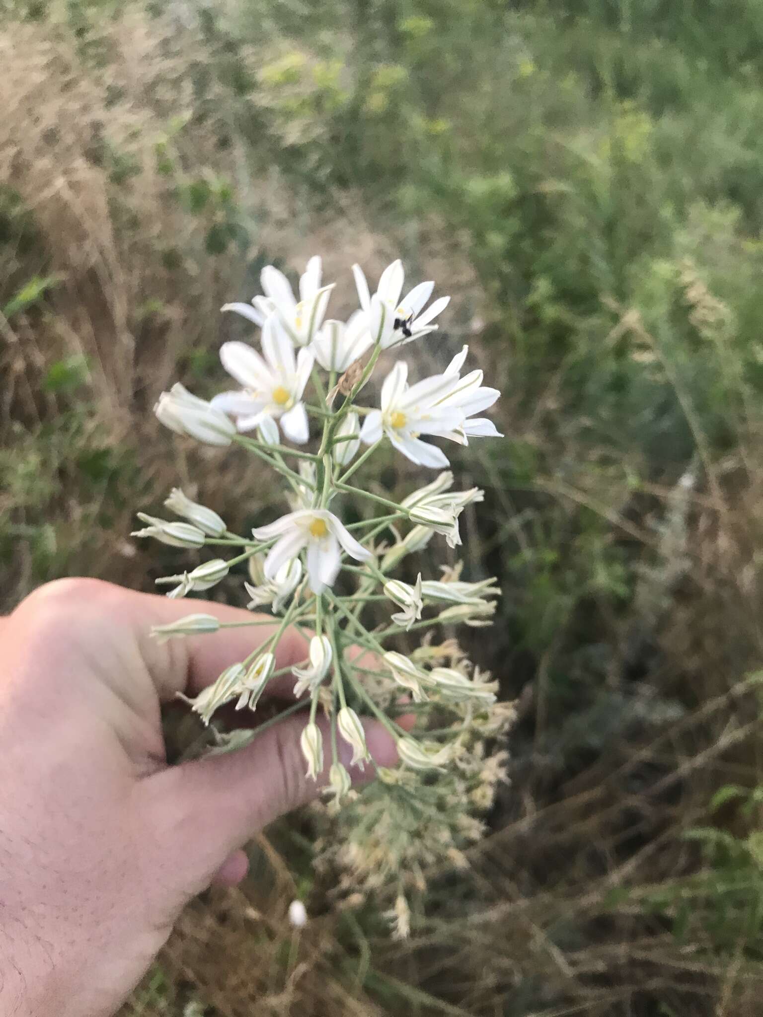 Image of Ornithogalum ponticum Zahar.