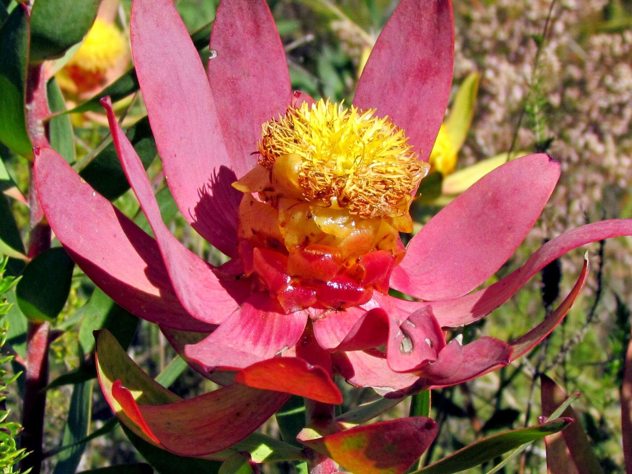 Image of Leucadendron orientale I. J. M. Williams