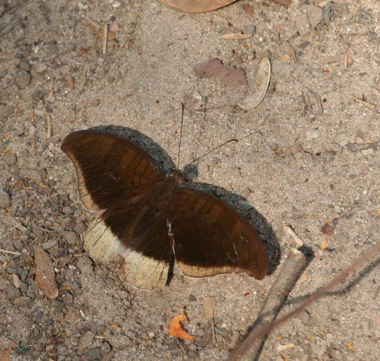 Tanaecia lepidea cognata resmi