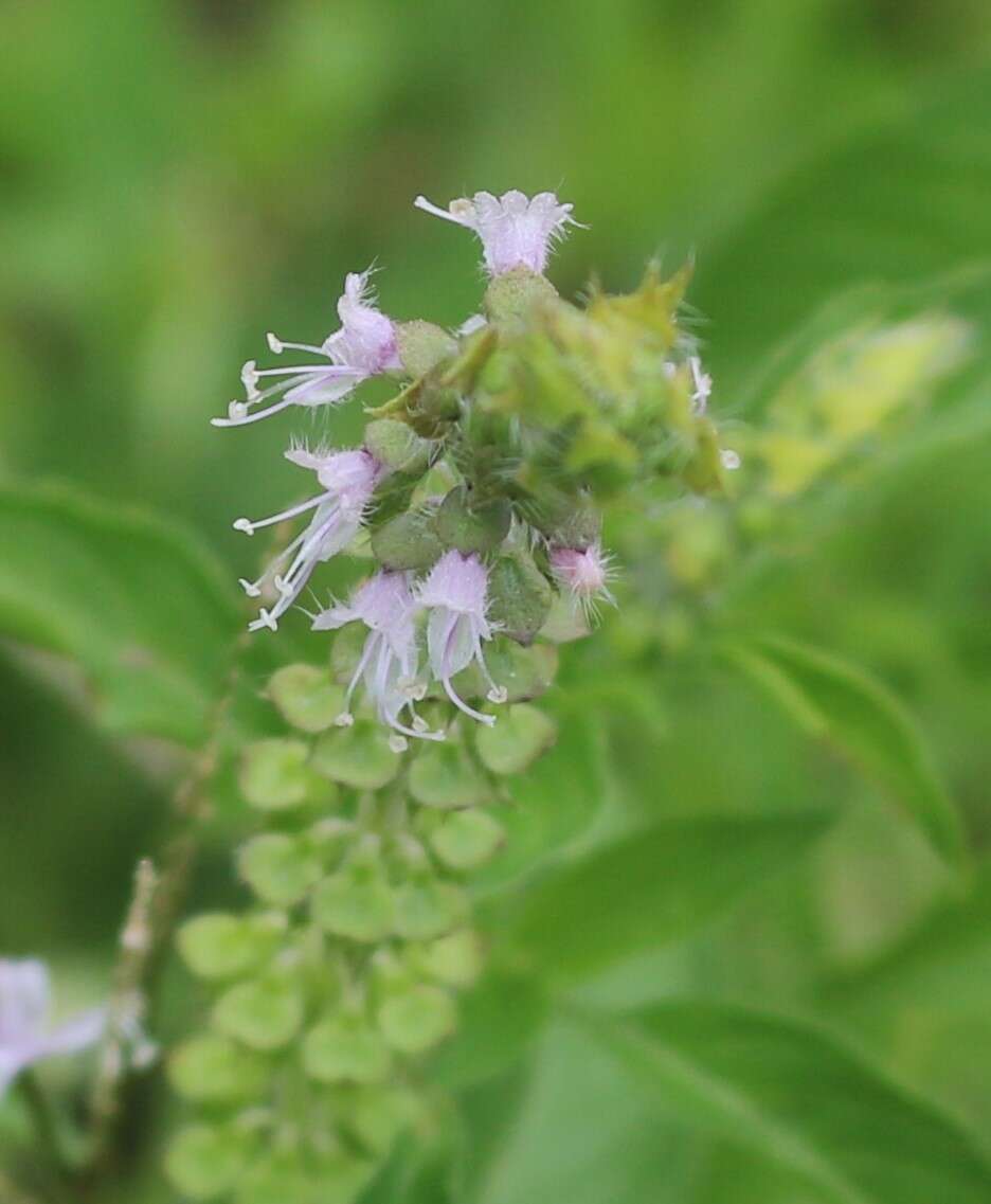 Image de Ocimum americanum L.