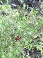 Image of Grevillea crithmifolia R. Br.