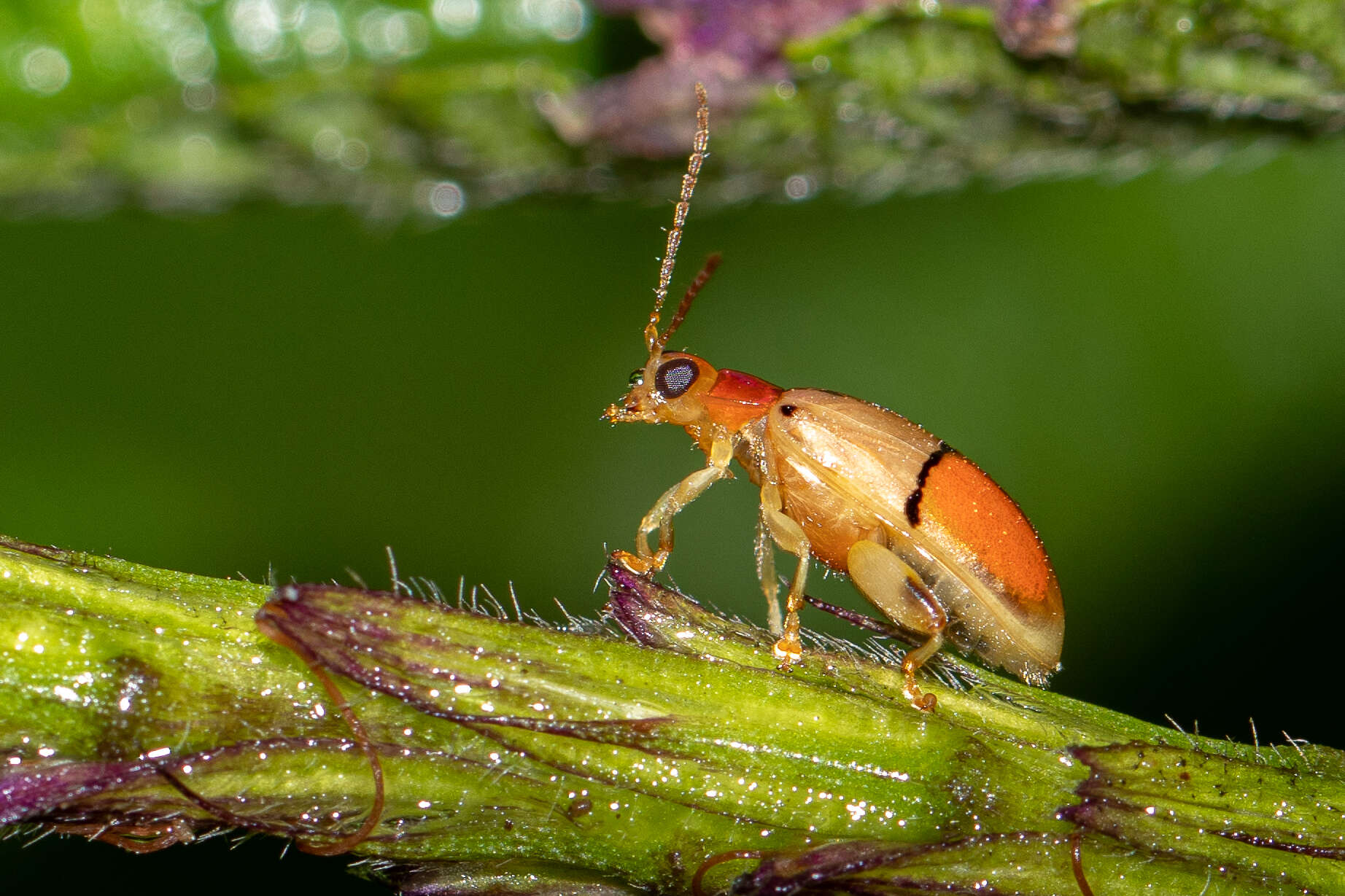 Image of Walterianella humeralis