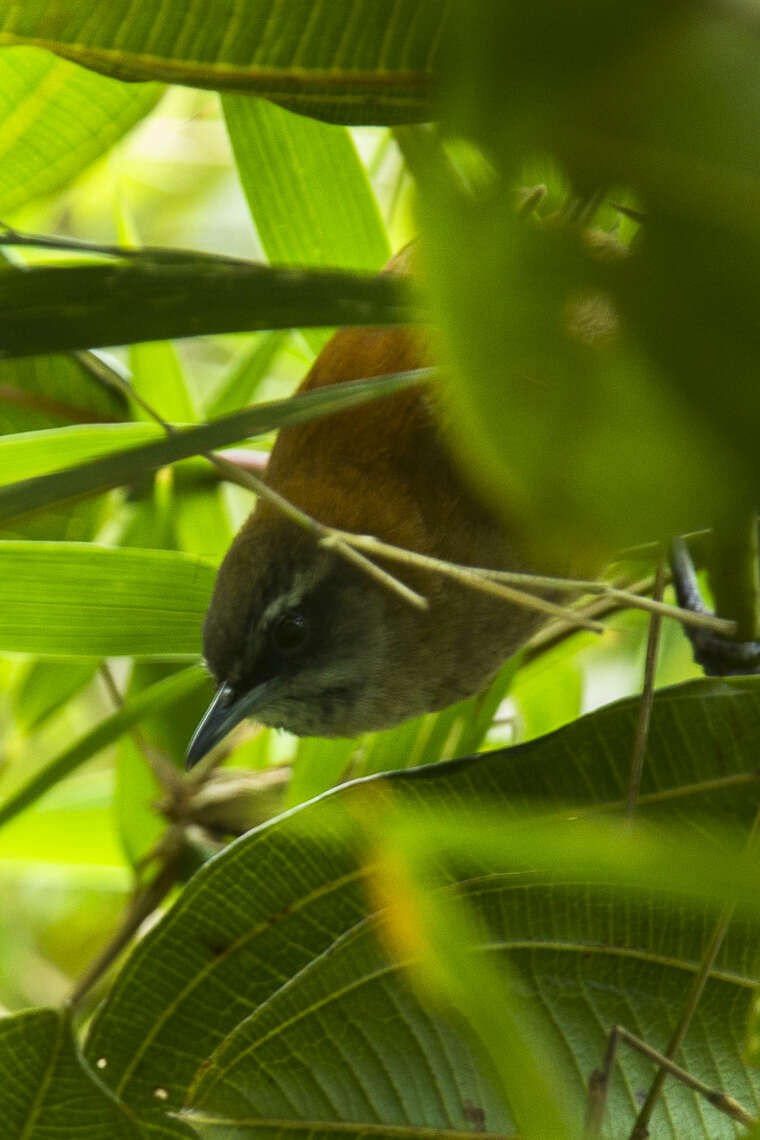 Image of Plain-tailed Wren