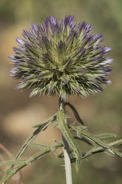 Image of Echinops strigosus L.