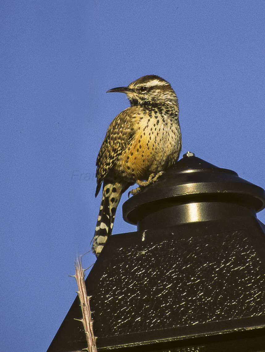 Imagem de Campylorhynchus brunneicapillus (Lafresnaye 1835)