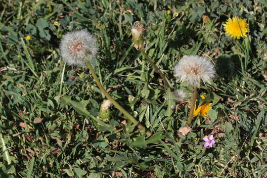 Image of Rock dandelion