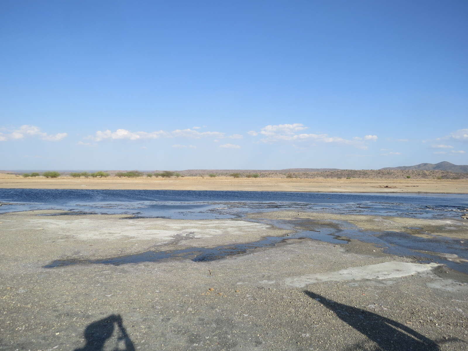 Image of Lake Magadi tilapia