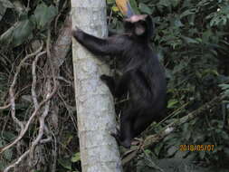 Image of Black Capuchin