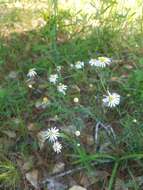 Image of Small-Head Doll's Daisy