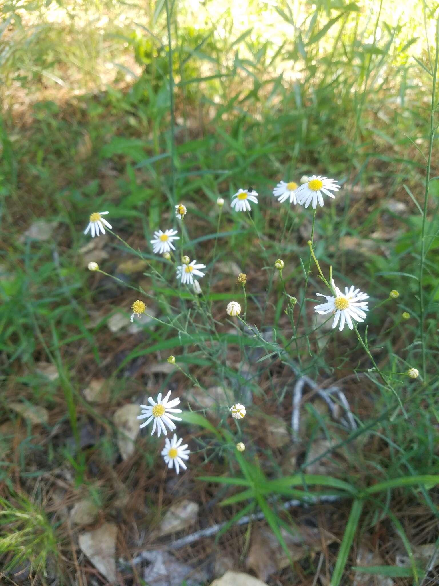 Image of Small-Head Doll's Daisy