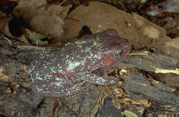 Imagem de Callimedusa atelopoides (Duellman, Cadle & Cannatella 1988)