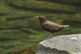 Image of Brown Dipper