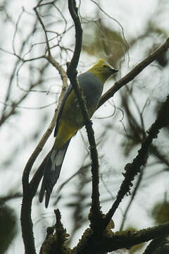 Image of Long-tailed Silky-flycatcher