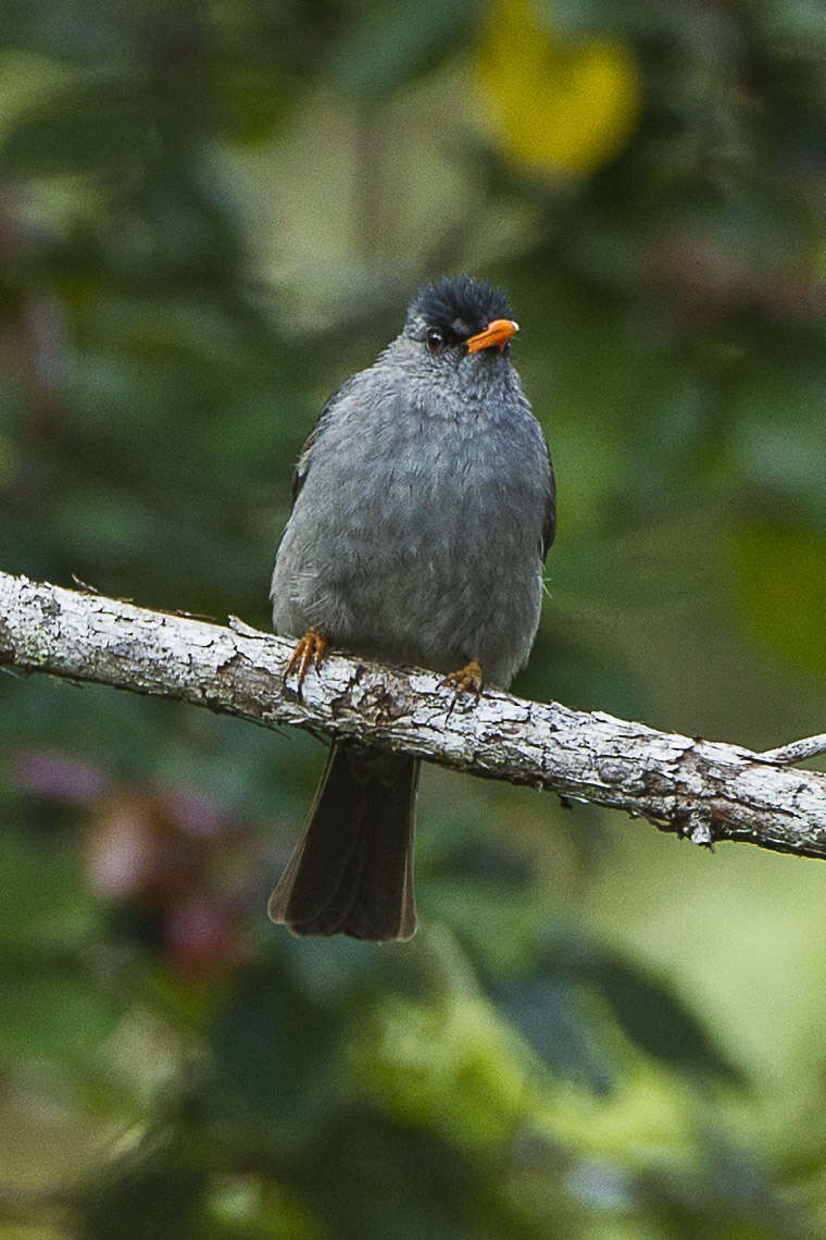 Image of Madagascar Black Bulbul