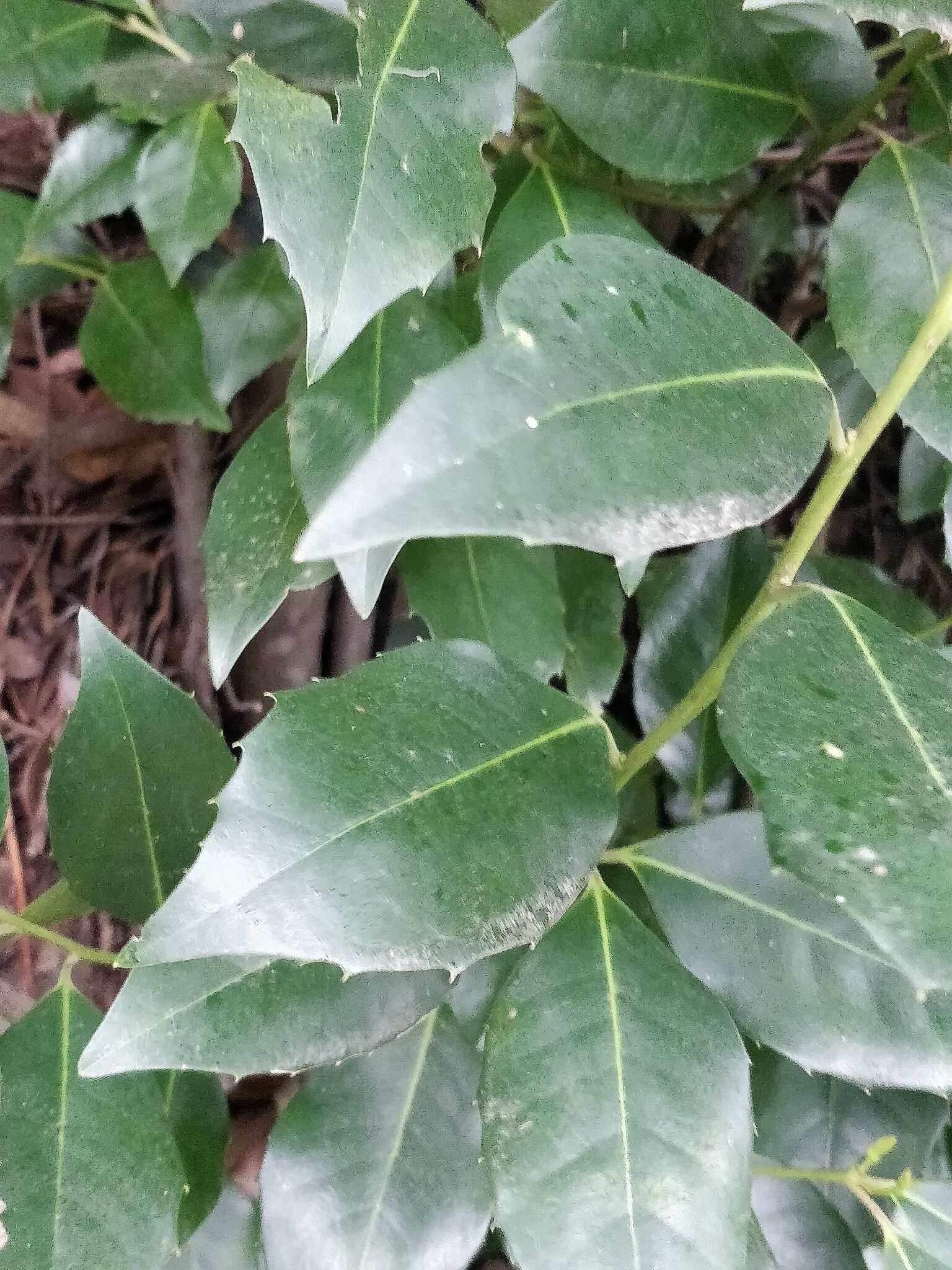 Image of Ilex canariensis subsp. azevinho (Sol. ex Lowe) G. Kunkel