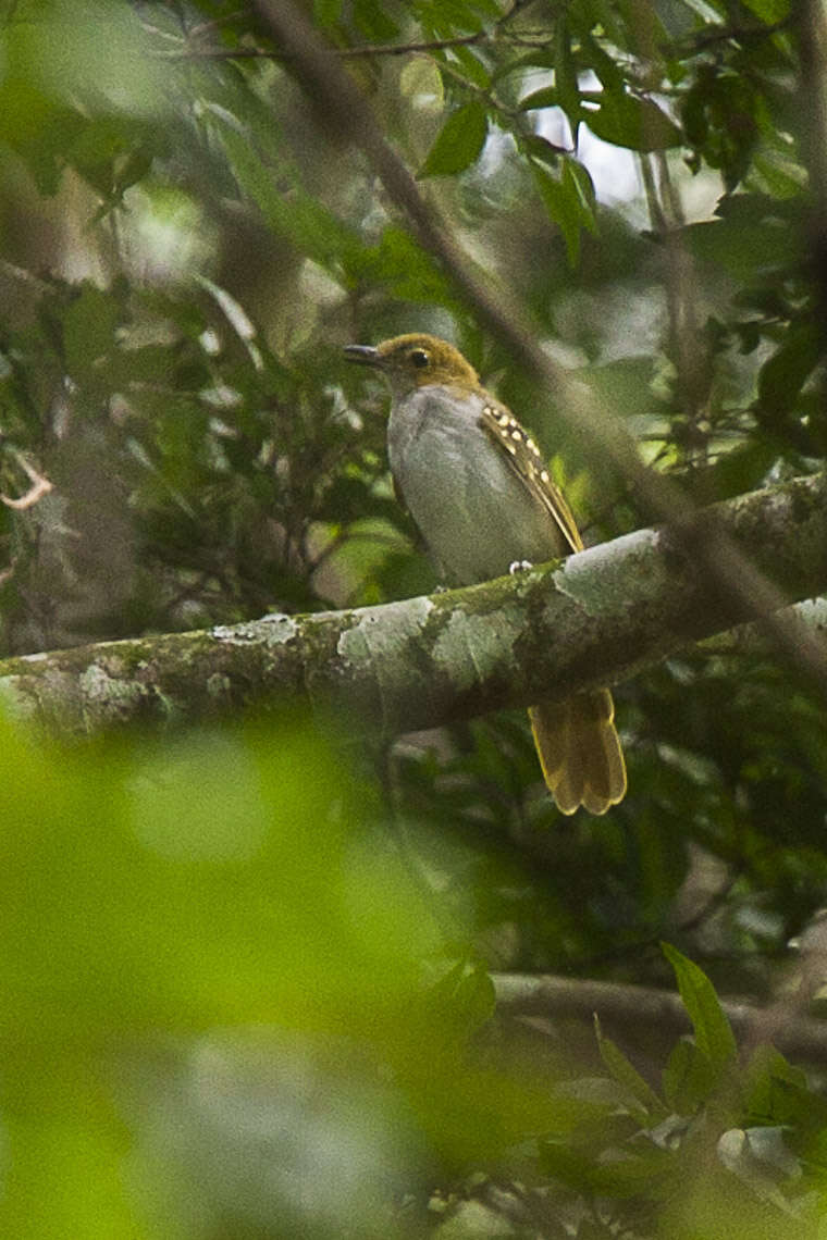 Nicator chloris (Valenciennes 1826)的圖片