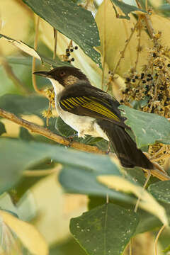 Image of Ashy Bulbul