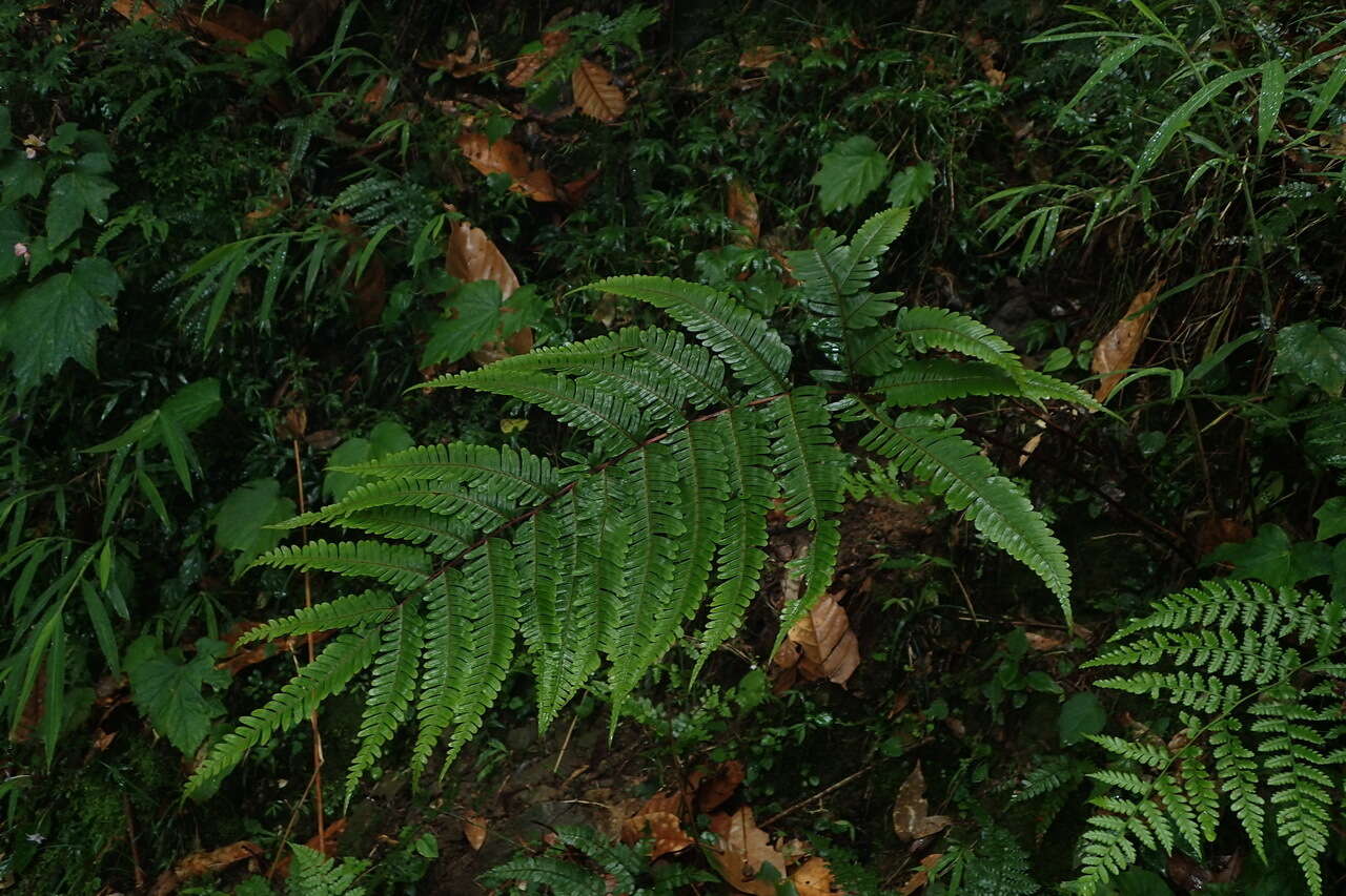 Sivun Pteris setulosocostulata Hayata kuva