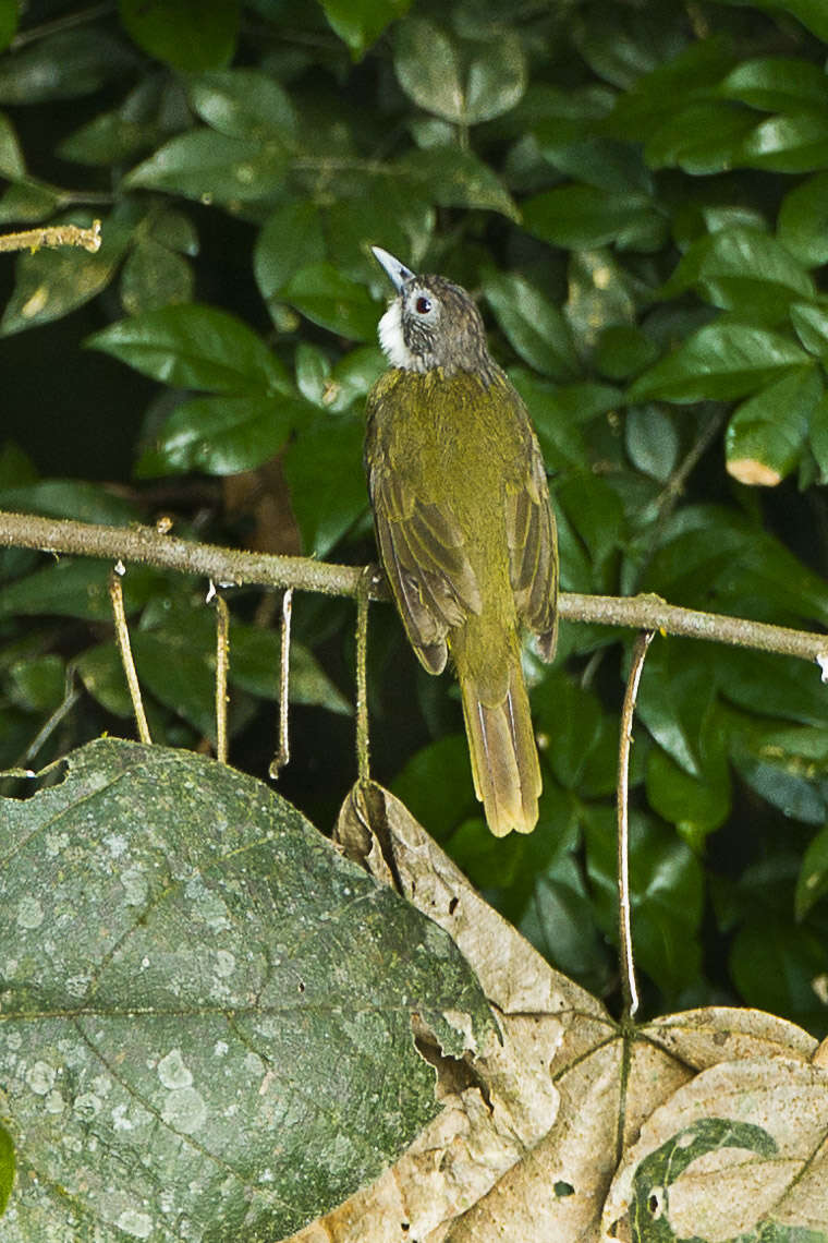 Criniger calurus (Cassin 1856)的圖片