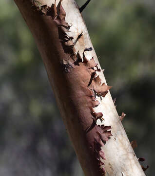 Imagem de Eucalyptus erythronema subsp. erythronema