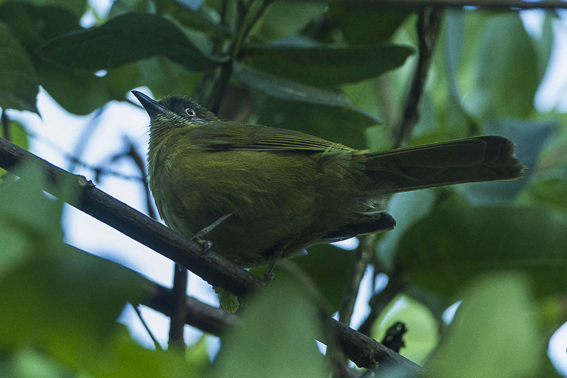 Arizelocichla milanjensis (Shelley 1894) resmi