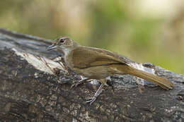 Image of Terrestrial Brownbul