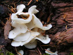 Pleurocybella resmi