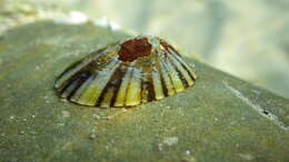Image of Common Limpet
