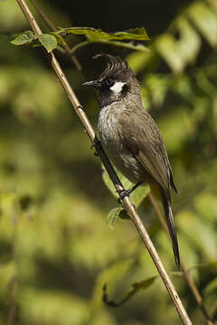 Image of Himalayan Bulbul