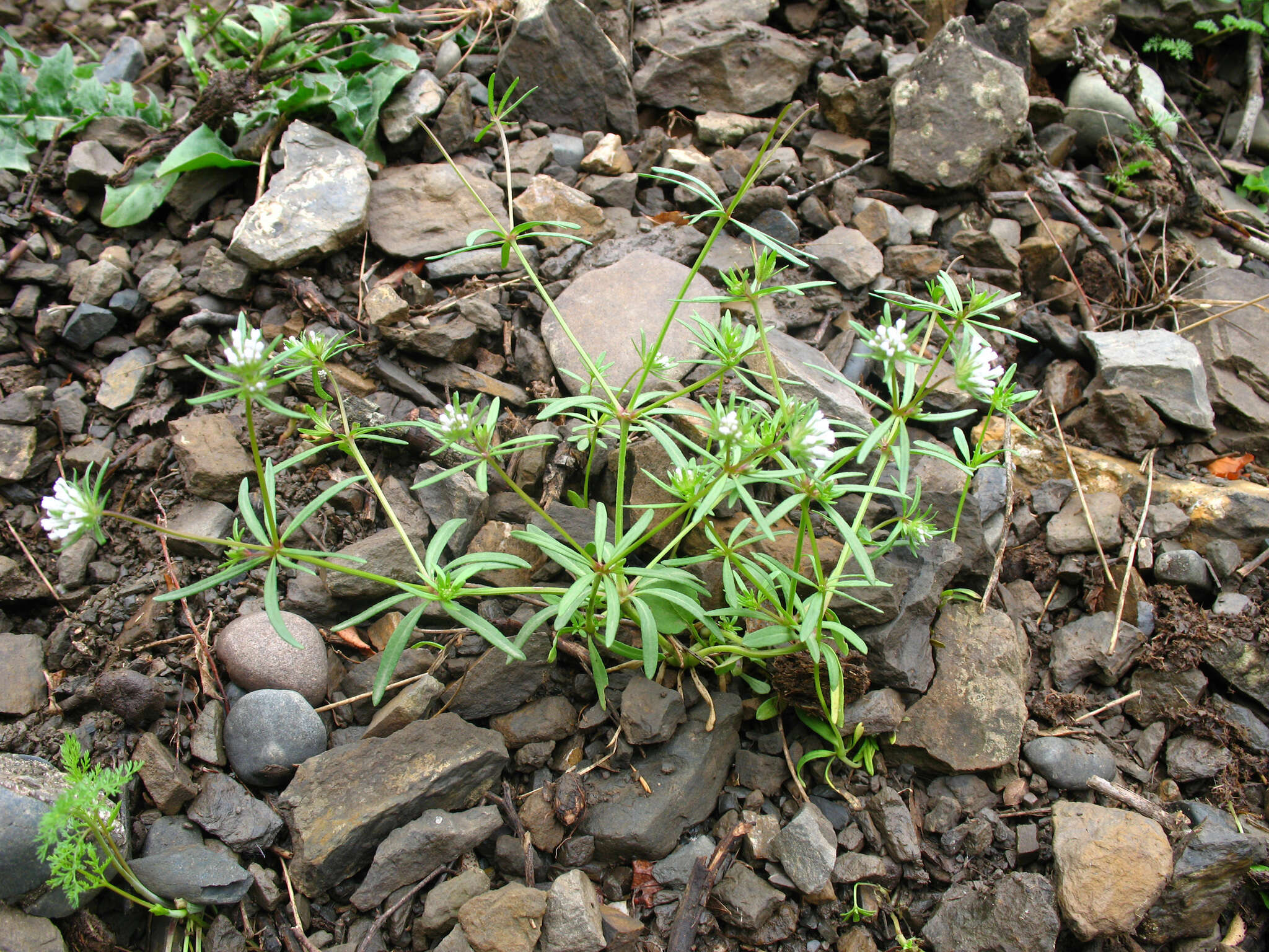 Image de Asperula arvensis L.