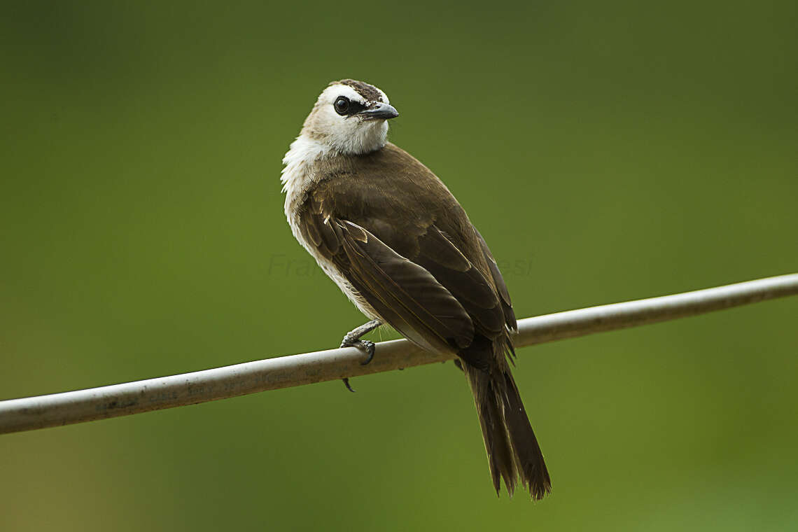 Image of Yellow-vented Bulbul