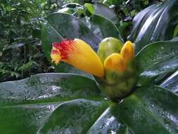 Image of Costus pictus D. Don