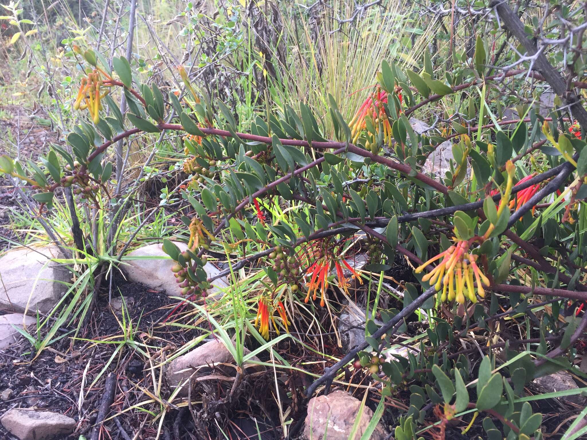 Image of Tristerix penduliflorus J. Kuijt