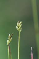 Image of Bristly-stalked sedge