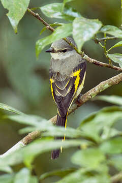 Image of Rosy Minivet