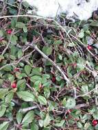 Image of coral beauty cotoneaster